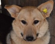 Вниманию владельцев собак!