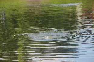 В канале рисовой системы утонул ребенок