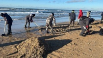 Волонтеры объединяются для очистки пляжа от мазута