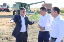  В эти дни уборка риса в районе вышла на финишную прямую. 