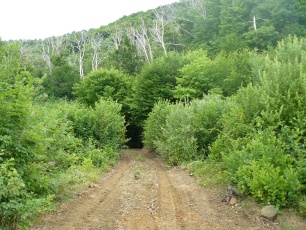 «Об ограничении пребывания граждан в лесах»