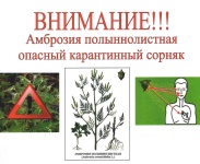 Внимание, амброзия полыннолистная опасный карантинный сорняк