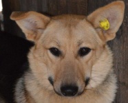 Уважаемые жители Красноармейского района, владельцы собак!