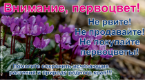 Внимание, первоцвет!
