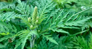 Объявлен период по уничтожению амброзии