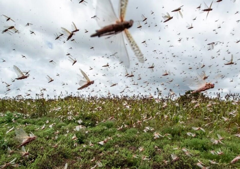 Борьба с саранчой продолжается