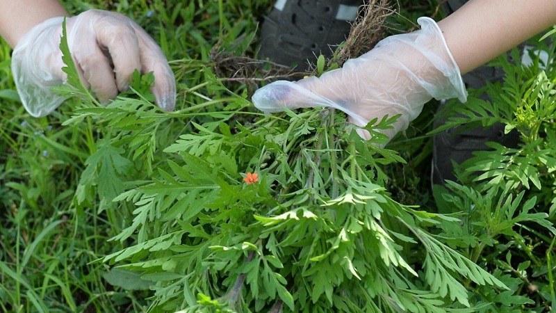 Южное межрегиональное управление Россельхознадзора призывает всех включиться в борьбу с амброзией полыннолистной