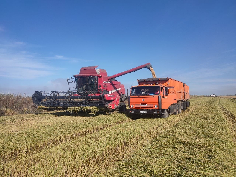 Уборка риса в районе вышла на завершающий этап