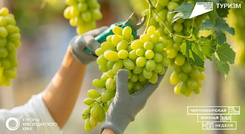 В Краснодарском крае пройдет первая «Черноморская винная неделя»