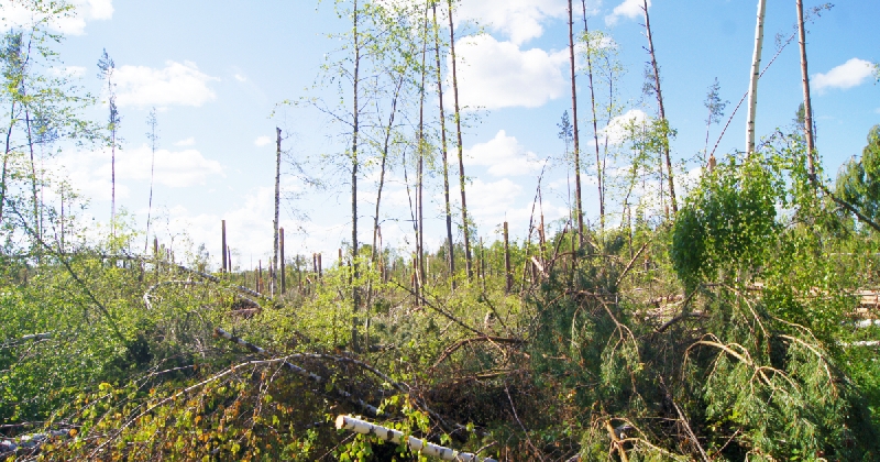 ООО «Лесплан» уведомляет 